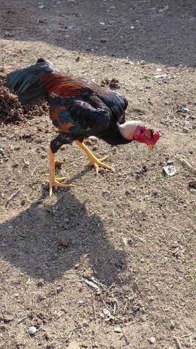 Дакан молодой петух