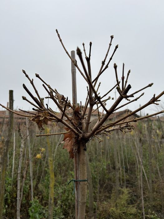 Кълбовиден шестил