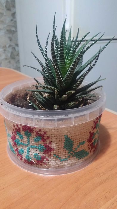 Хавортия комнатная