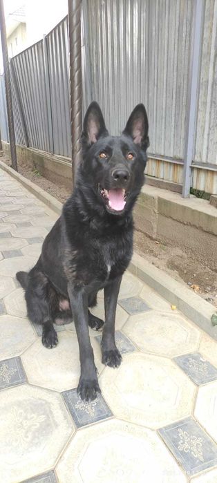 Вчзка европейскач