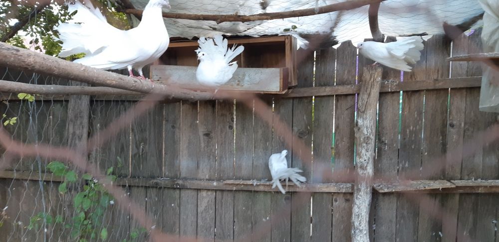 Porumbei albi pentru eveniment (curcani)