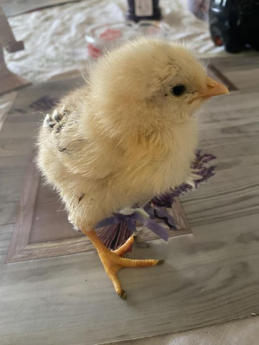 Pui de casa rasa mixta de vanzare.Detalii:0745451136