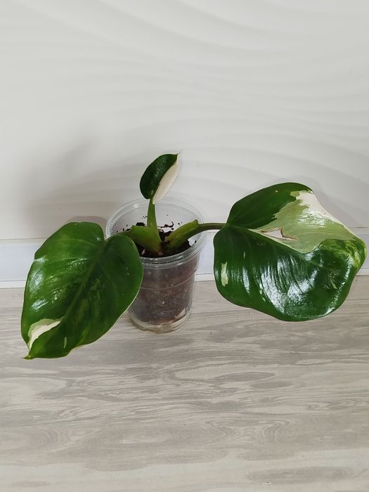 Feladendron Belaya prinsesa