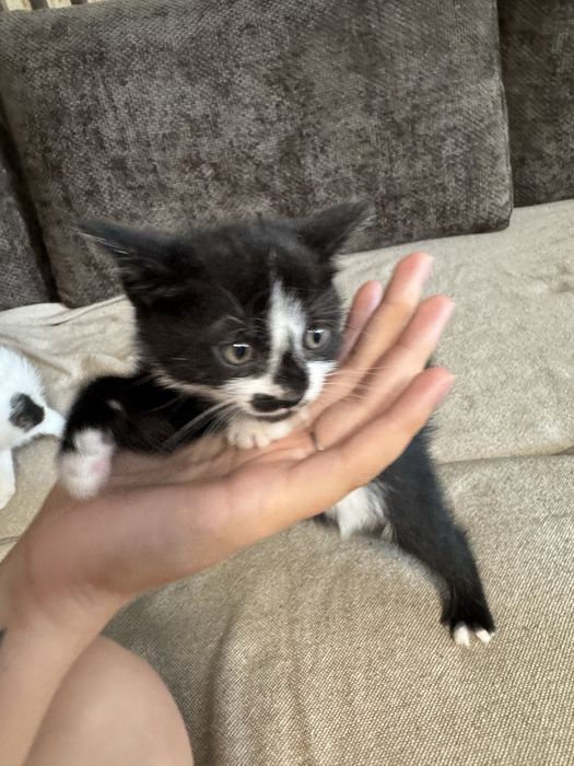 Подарявам котенца