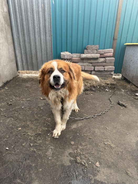 Московская сторожевая вязка