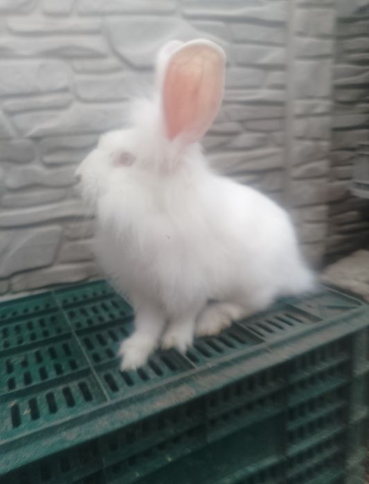 Vând sau schimb iepurași