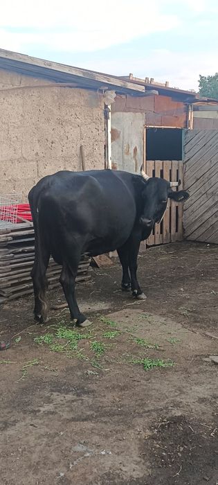 Продам двойную корову