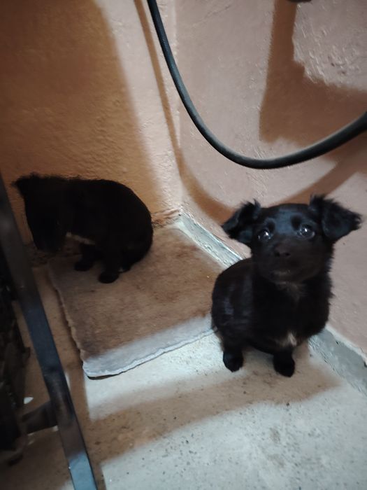 Ребята помогите раздать щенят пожалуйста