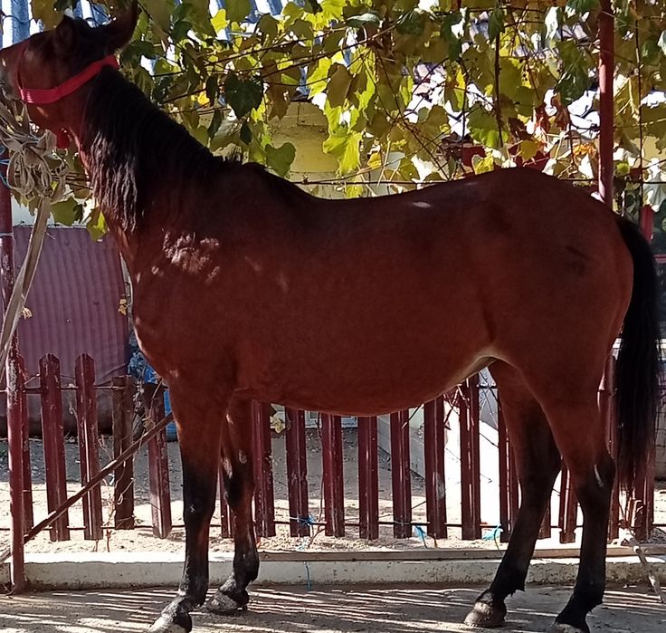 Vand iapă buna de tinut