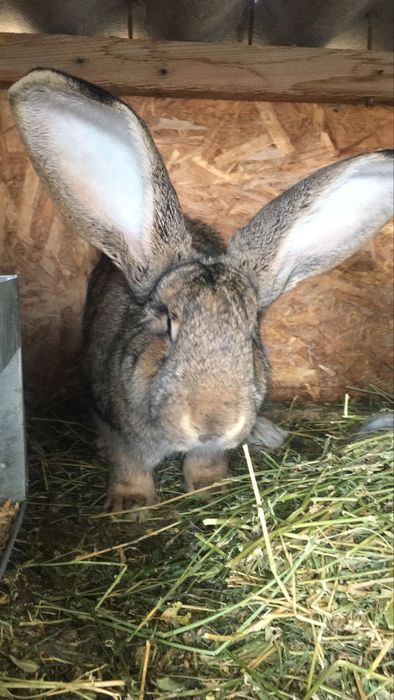 Прадам.кралов рабочих и пародистых