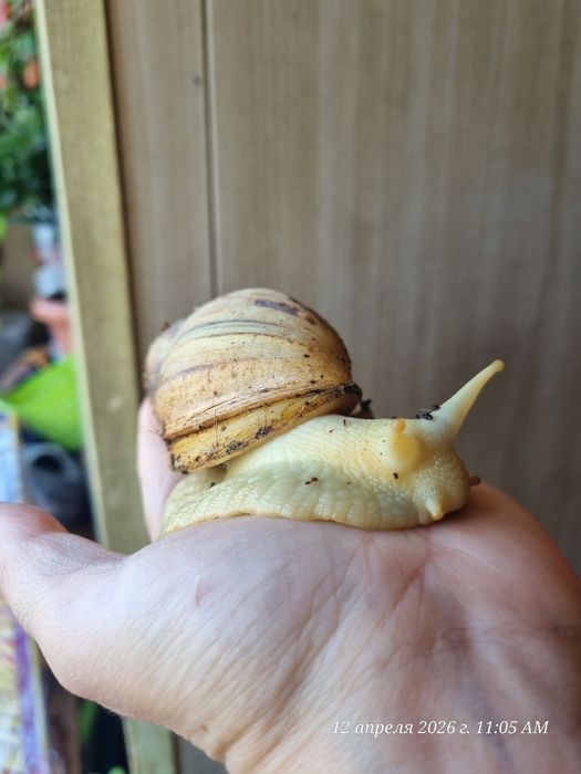 Продам улитка ахатины