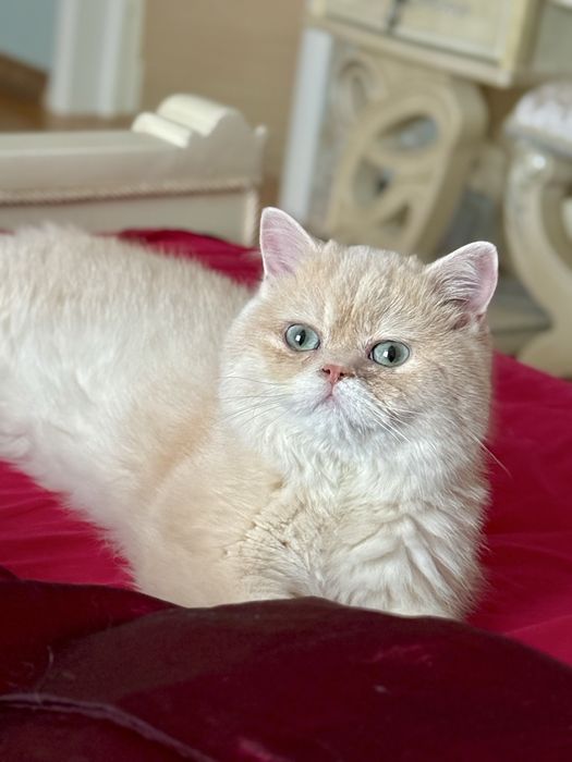 Британский котик 6 месяцев экслюзив еу12