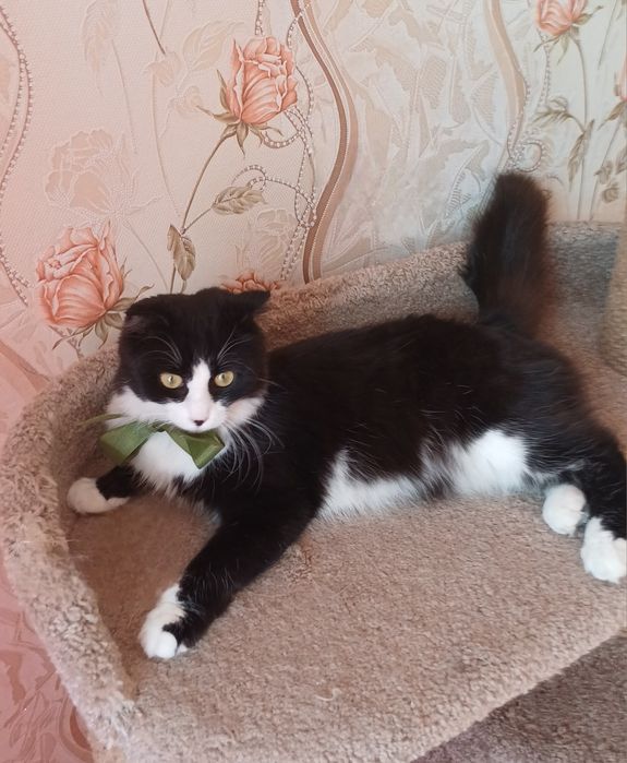 Котёнок в добрые руки!