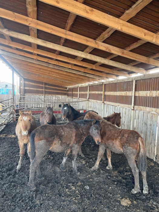 Семиз тайлар сатылымда