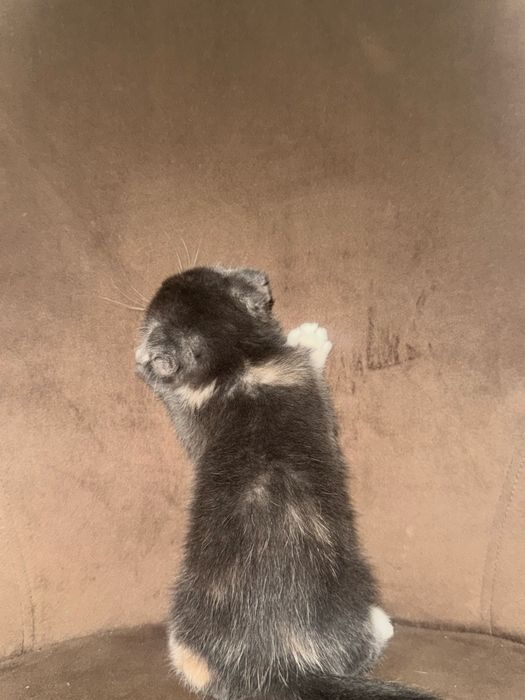 Вислоухий котёнок