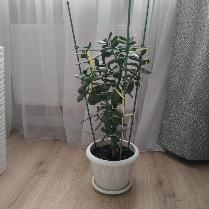 Бөлме гүлдері сатылады