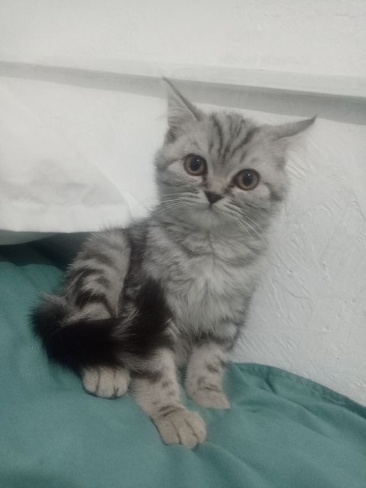 Шотландская котенок вислоухая Scottish Fold