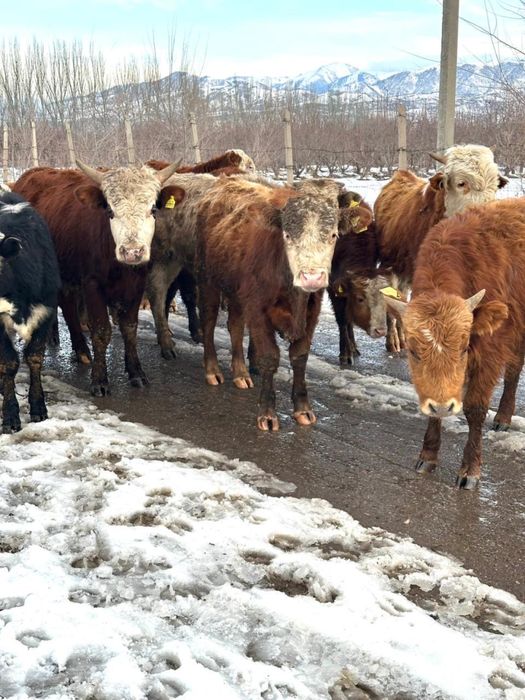 Продам бычков породистые