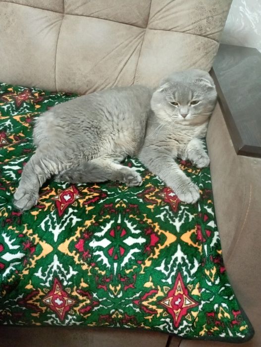 Шу мушукка келин керак., соглом паспорт прививкалари бор