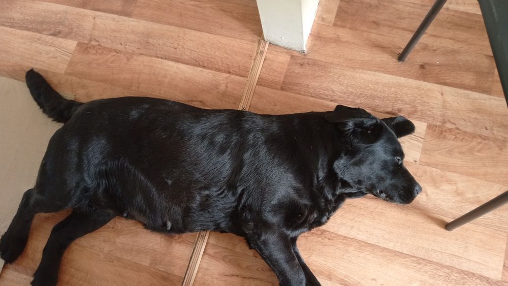 Лабрадор девочка .