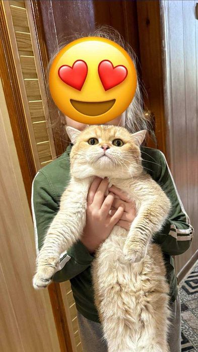 кот 2 года окрас Золотая ШИНШИЛЛА NY 12