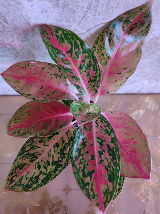 Аглаонемы разных сортов