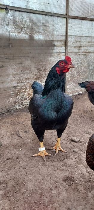 Vând ouă pt.incubat din rasa Uriași combatant