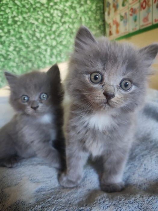 Продам котят бринтацев