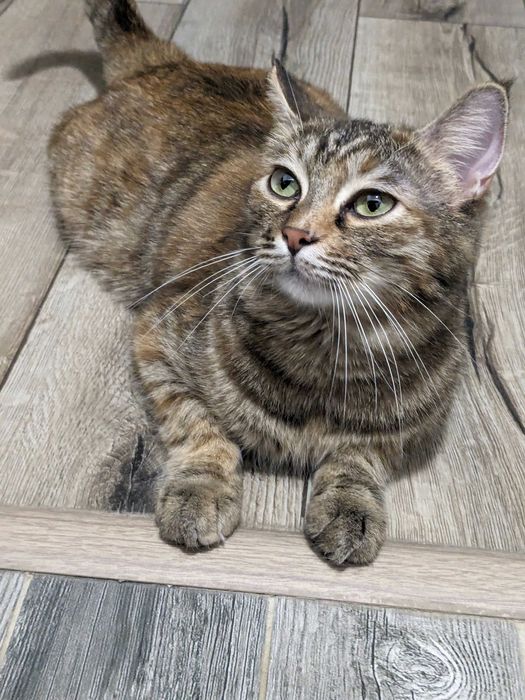 Ищет дом красивая милая киса