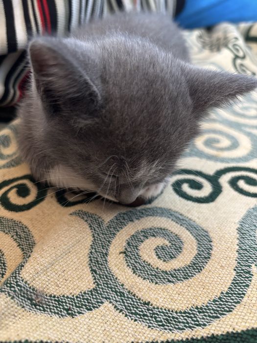 Отдаём маленких котят