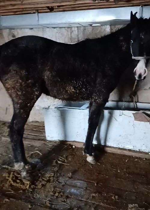 Жылқы соғым бордақы құнан