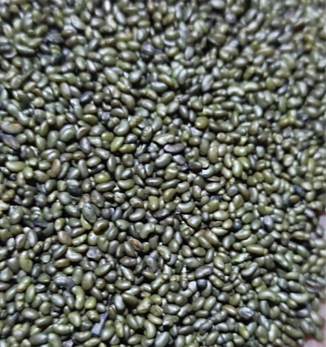 Семена люцерный ДЖЕА