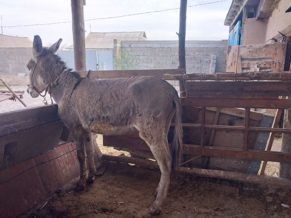 Ешек сатылады 4  жасар