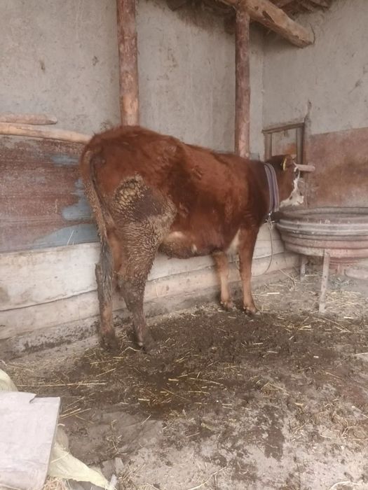 Бугуз сигирла пародали