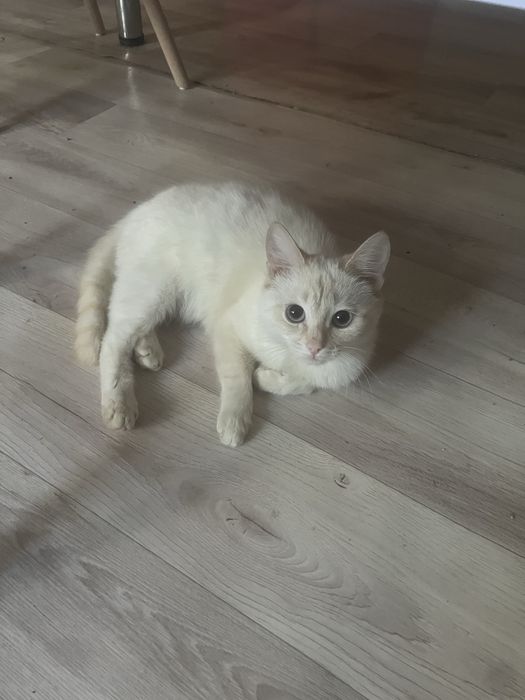 Кошка 1 год, белая красивая, с голубыми глазами