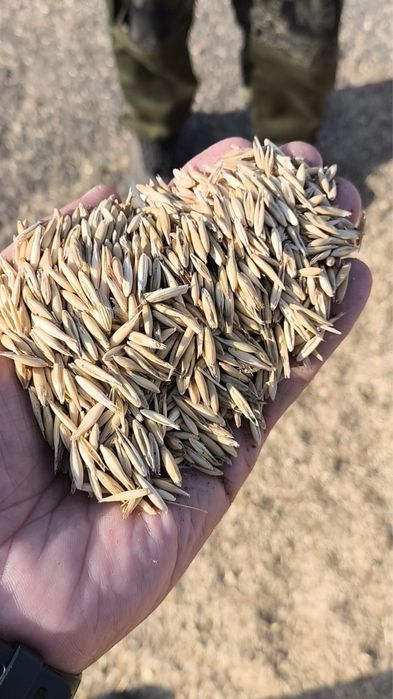 Овес сулы, ячмень , пшеница