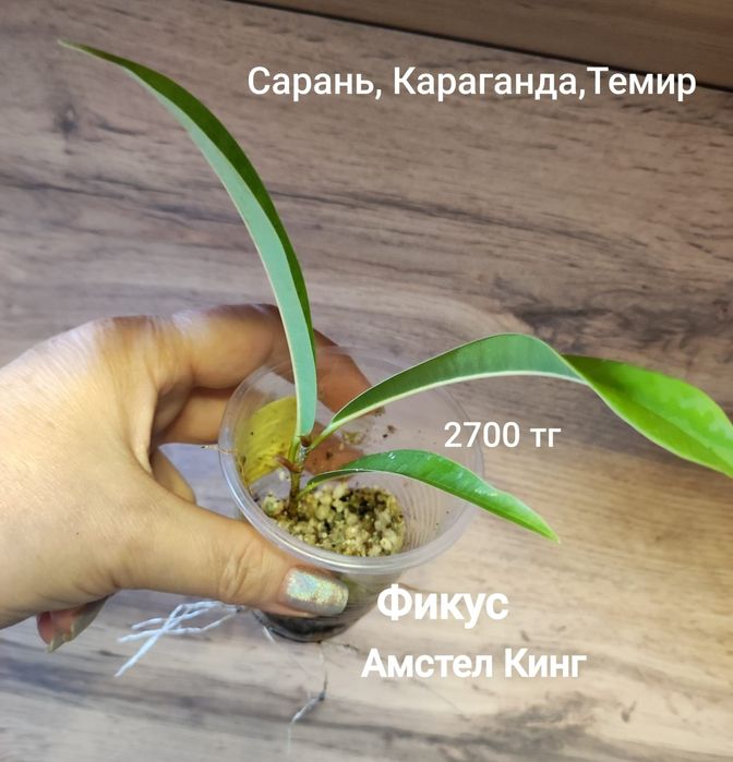 Фикус разных цен и размеров