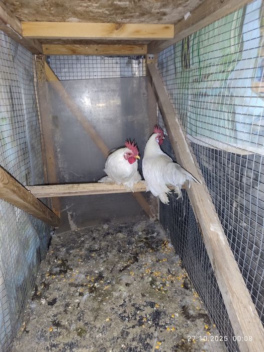 Продам карликовых петухов