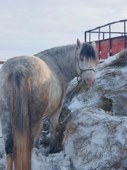 Продам жеребца.