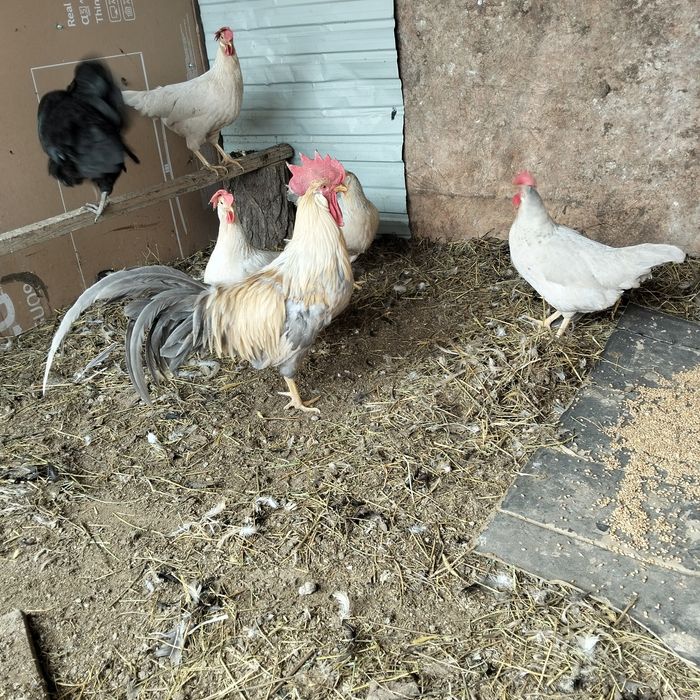 Леггорн изабелла