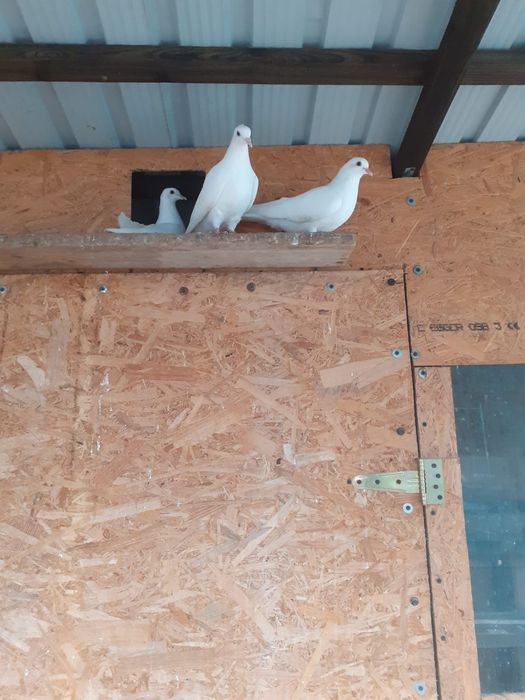 Vând porumbei toboșari arabi