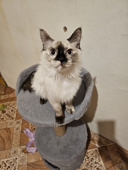 Лелика в хорошие ручки.