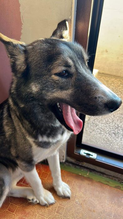 Търси се дом за едно прекрасно куче