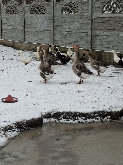 Vand gâște ramanesti