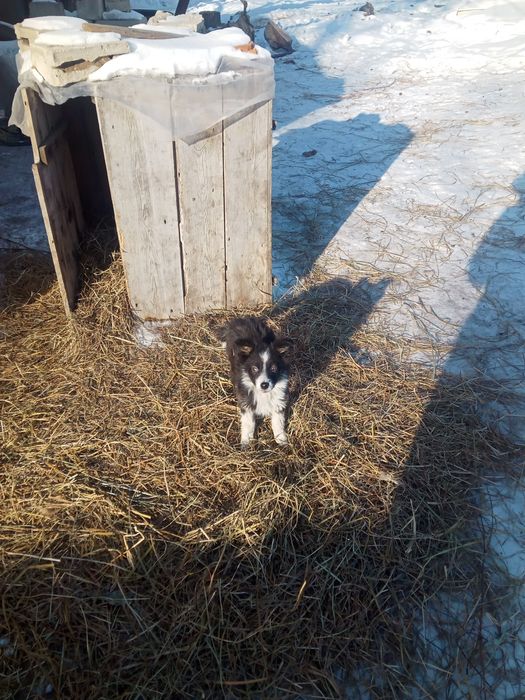 Отдам в добрые руки