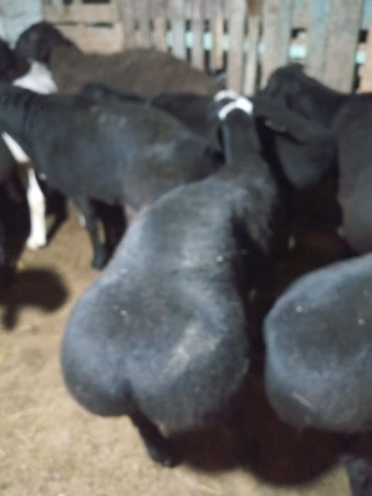 Ассаламу алекум Курбонлик учун ку́чкорлар кг. 70.000 су́м.