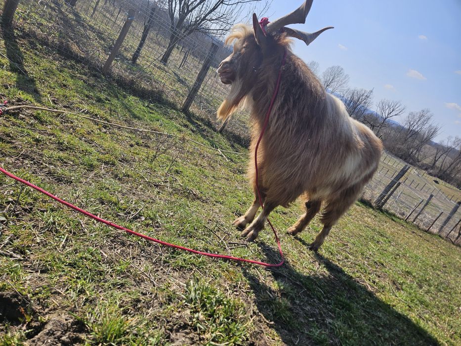 Vand țap de 2 ani jumatate