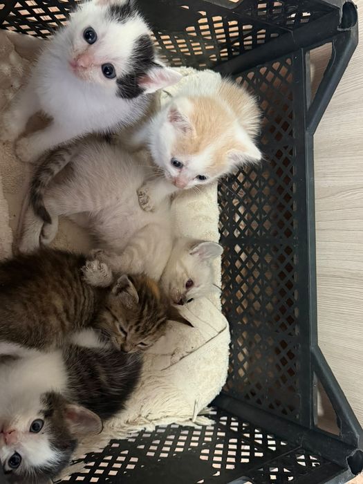 Отдам котят в добрые руки