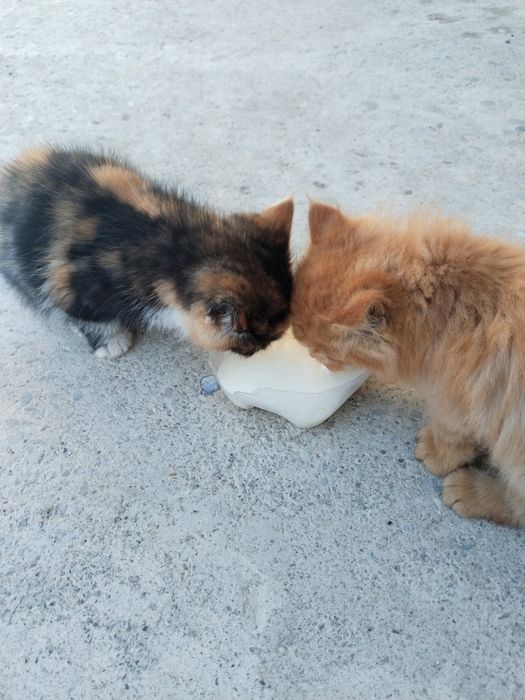 Отдам котят в хорошие руки
