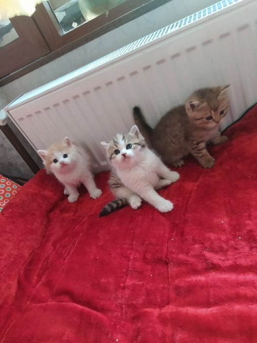 Папа Шотландский вислоухий фолд 
Мама Британский страйт